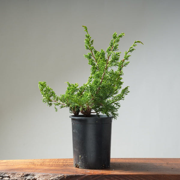 One - Gallon Juniper Bonsai #12 - Bonsaify