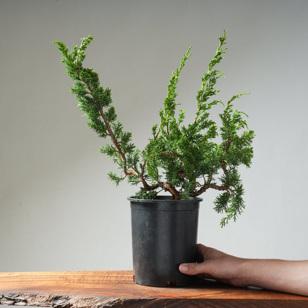One - Gallon Juniper Bonsai #13 - Bonsaify