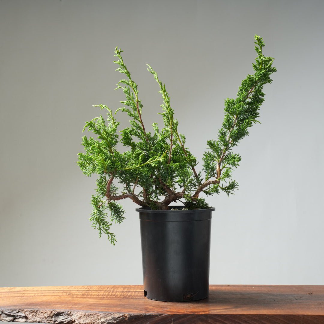 One - Gallon Juniper Bonsai #13 - Bonsaify