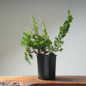 One - Gallon Juniper Bonsai #13 - Bonsaify