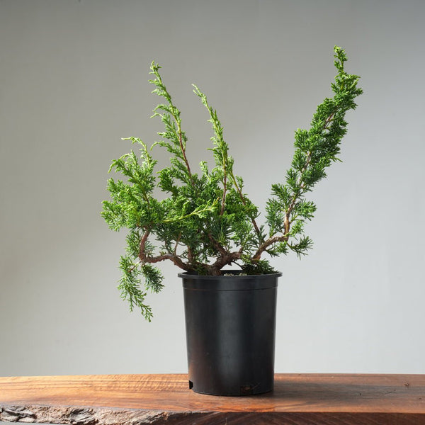 One - Gallon Juniper Bonsai #13 - Bonsaify