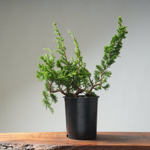 One - Gallon Juniper Bonsai #13 - Bonsaify