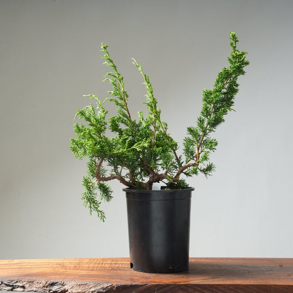 One - Gallon Juniper Bonsai #13 - Bonsaify