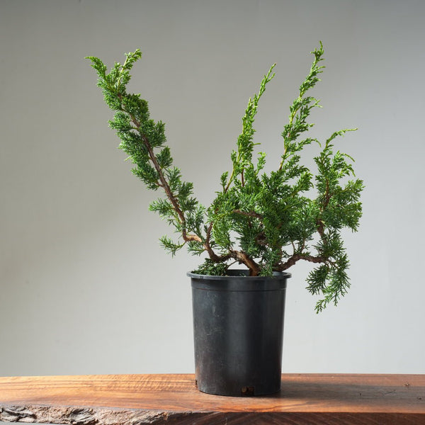 One - Gallon Juniper Bonsai #13 - Bonsaify