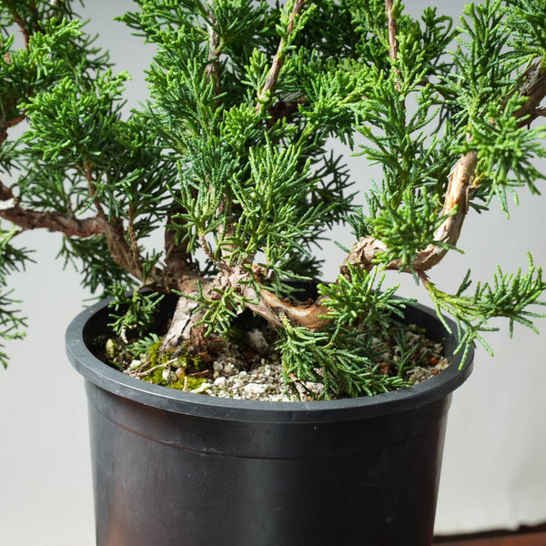 One - Gallon Juniper Bonsai #13 - Bonsaify