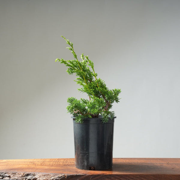 One - Gallon Juniper Bonsai #14 - Bonsaify