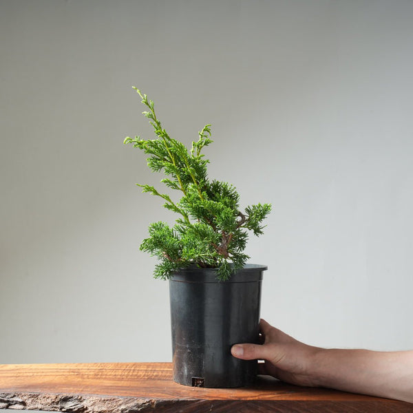 One - Gallon Juniper Bonsai #14 - Bonsaify