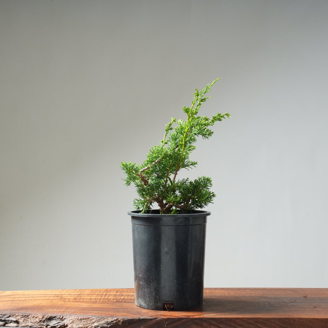 One - Gallon Juniper Bonsai #14 - Bonsaify