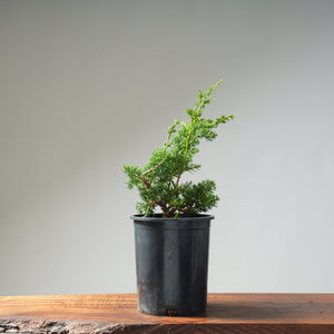 One - Gallon Juniper Bonsai #14 - Bonsaify