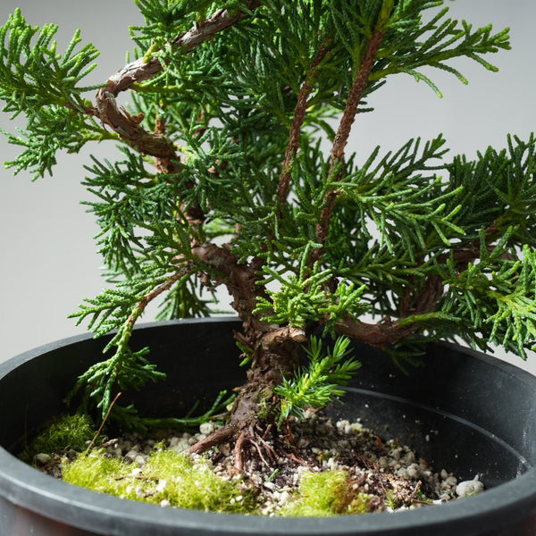 One - Gallon Juniper Bonsai #14 - Bonsaify