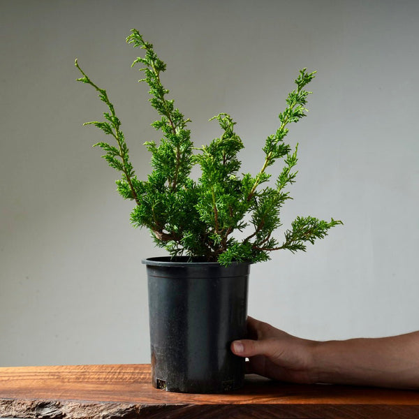 One - Gallon Juniper Bonsai #3 - Bonsaify