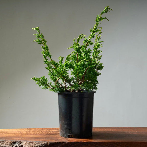 One - Gallon Juniper Bonsai #3 - Bonsaify