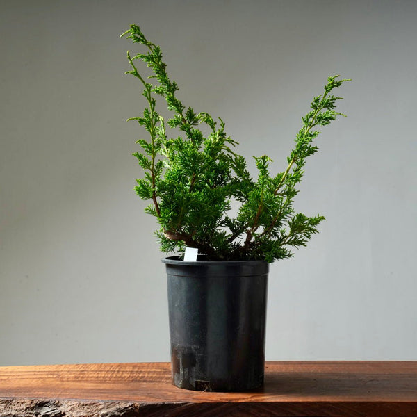 One - Gallon Juniper Bonsai #3 - Bonsaify