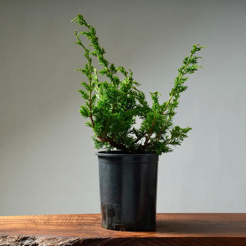 One - Gallon Juniper Bonsai #3 - Bonsaify
