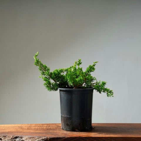 One - Gallon Juniper Bonsai #4 - Bonsaify