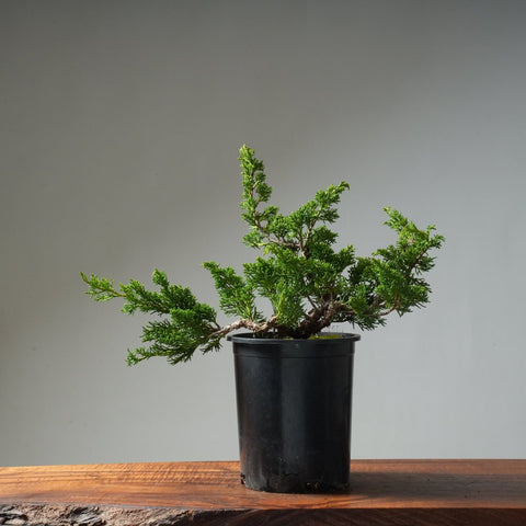 One - Gallon Juniper Bonsai #6 - Bonsaify