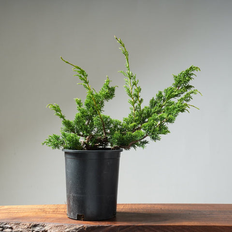 One - Gallon Juniper Bonsai #7 - Bonsaify
