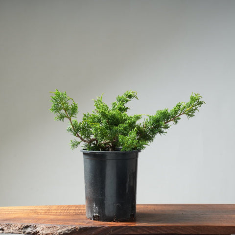 One - Gallon Juniper Bonsai #8 - Bonsaify