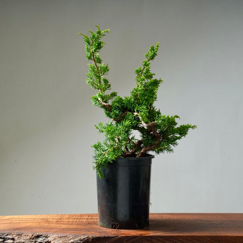 One - Gallon Juniper Bonsai #9 - Bonsaify