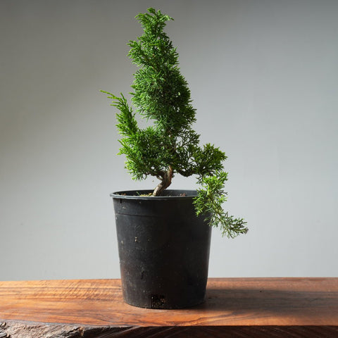 One - Gallon Kishu Juniper Bonsai 303 - Bonsaify