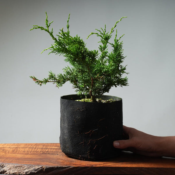 One - Gallon Kishu Juniper Bonsai 320 - Bonsaify