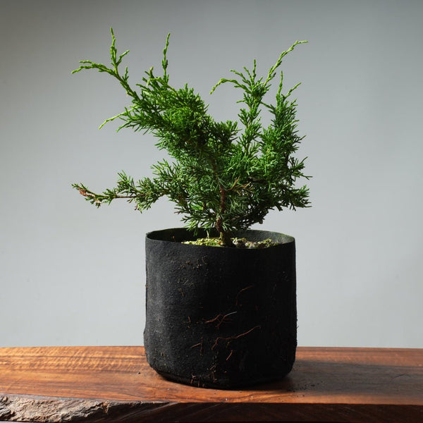 One - Gallon Kishu Juniper Bonsai 320 - Bonsaify