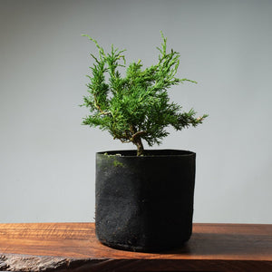 One - Gallon Kishu Juniper Bonsai 320 - Bonsaify