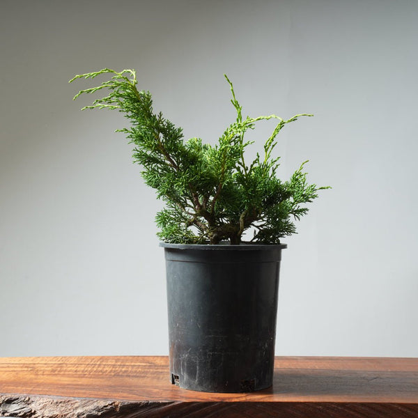 One - Gallon Kishu Juniper Bonsai 342 - Bonsaify