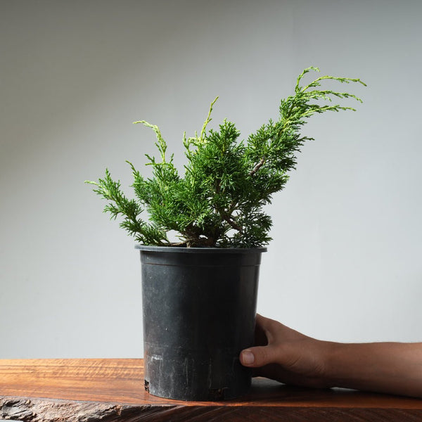 One - Gallon Kishu Juniper Bonsai 342 - Bonsaify