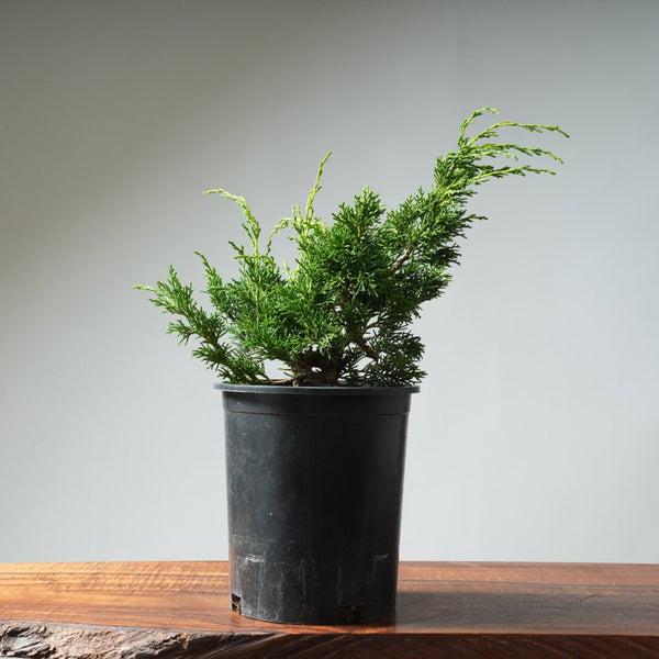 One - Gallon Kishu Juniper Bonsai 342 - Bonsaify
