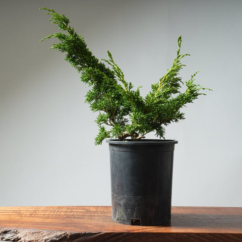 One - Gallon Kishu Juniper Bonsai 343 - Bonsaify