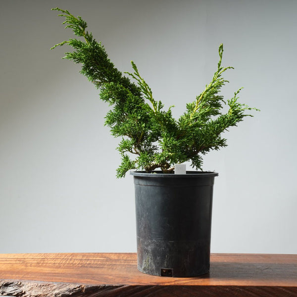 One - Gallon Kishu Juniper Bonsai 343 - Bonsaify
