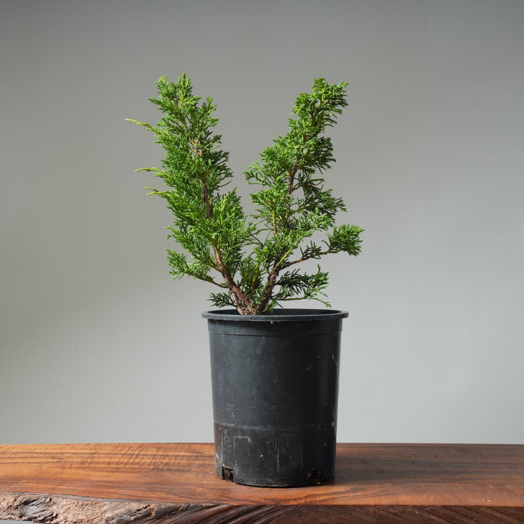 One - Gallon Kishu Juniper Bonsai 489 - Bonsaify