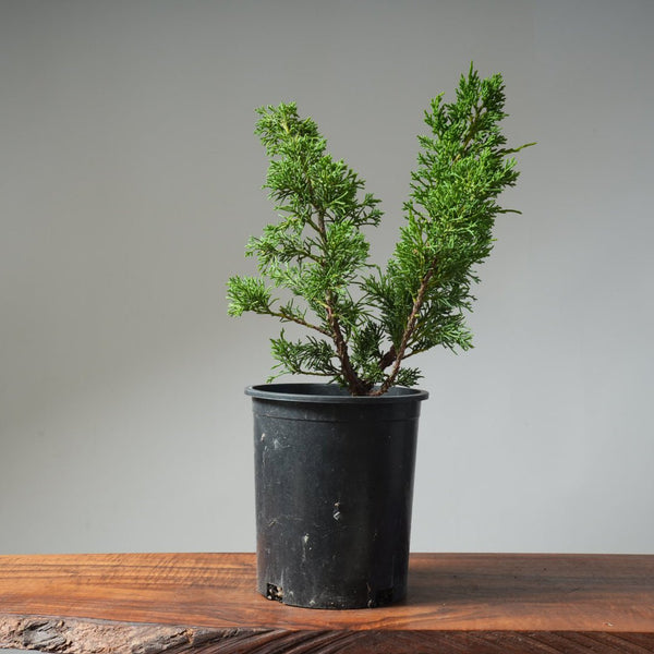 One - Gallon Kishu Juniper Bonsai 489 - Bonsaify