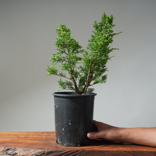One - Gallon Kishu Juniper Bonsai 489 - Bonsaify