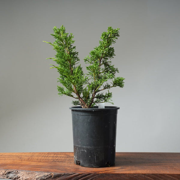 One - Gallon Kishu Juniper Bonsai 489 - Bonsaify