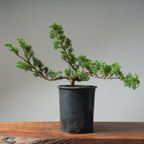 One - Gallon Kishu Juniper Bonsai 491 - Bonsaify