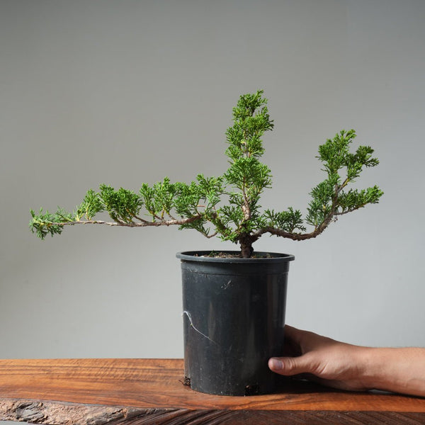 One - Gallon Kishu Juniper Bonsai 491 - Bonsaify