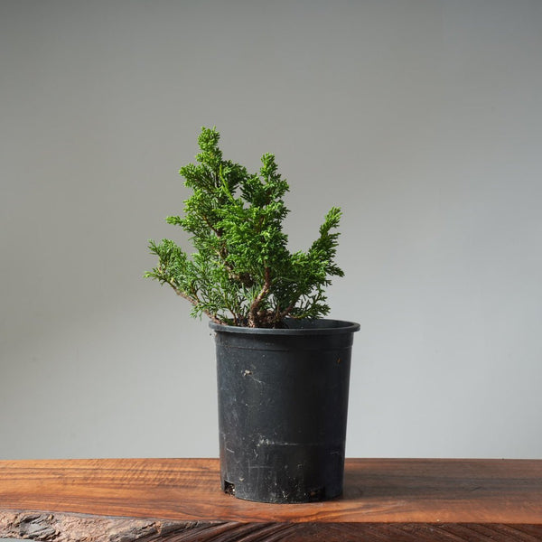 One - Gallon Kishu Juniper Bonsai 494 - Bonsaify