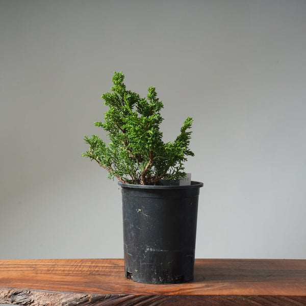 One - Gallon Kishu Juniper Bonsai 494 - Bonsaify