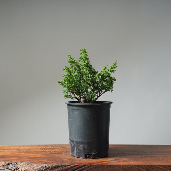 One - Gallon Kishu Juniper Bonsai 494 - Bonsaify