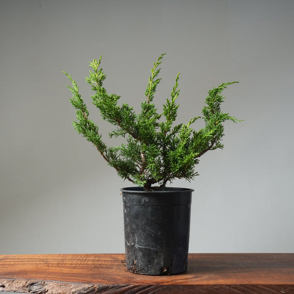 One - Gallon Kishu Juniper Bonsai 496 - Bonsaify