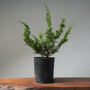 One - Gallon Kishu Juniper Bonsai 496 - Bonsaify