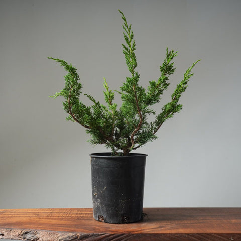 One - Gallon Kishu Juniper Bonsai 496 - Bonsaify