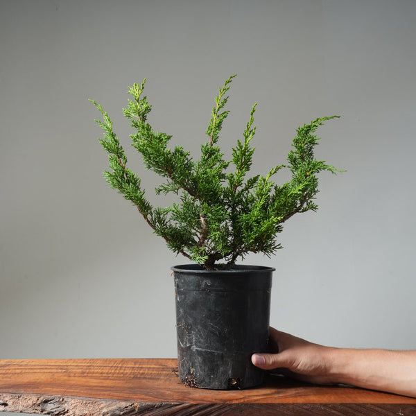 One - Gallon Kishu Juniper Bonsai 496 - Bonsaify
