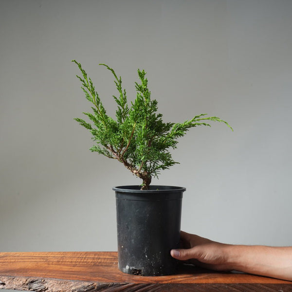 One - Gallon Kishu Juniper Bonsai 498 - Bonsaify