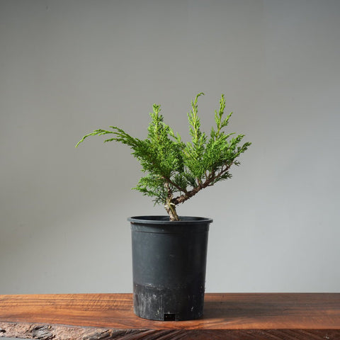 One - Gallon Kishu Juniper Bonsai 498 - Bonsaify