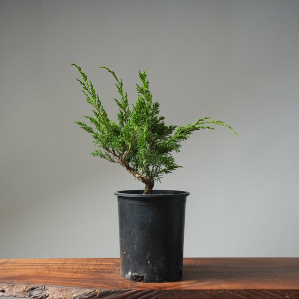 One - Gallon Kishu Juniper Bonsai 498 - Bonsaify