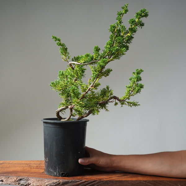 One - Gallon Kishu Juniper Bonsai 499 - Bonsaify