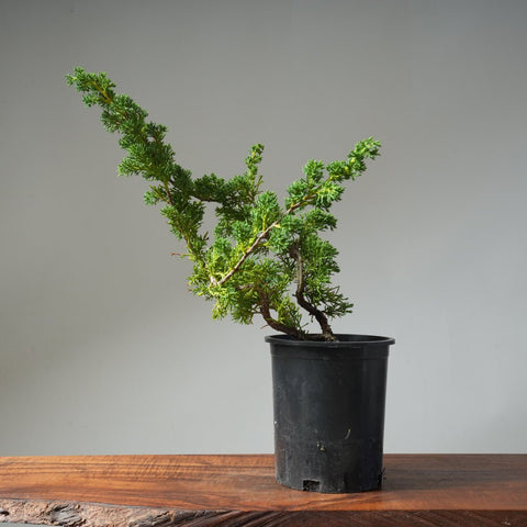 One - Gallon Kishu Juniper Bonsai 499 - Bonsaify